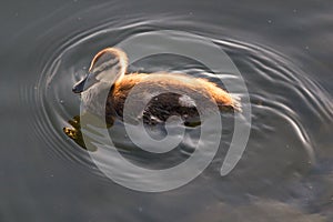 Mallard duck in the water of lake under the summer sunshine