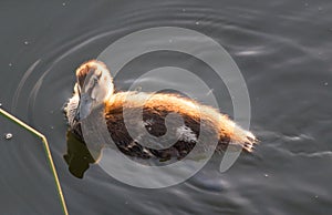 Mallard duck in the water of lake under the summer sunshine