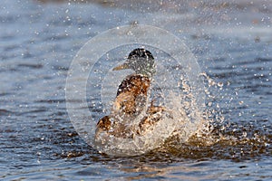 Mallard duck in water splash, wildlife