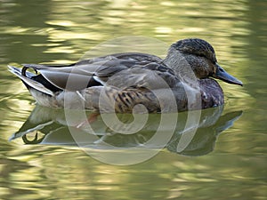 A mallard duck on the water surface