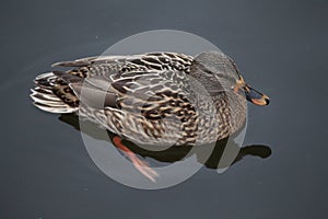 Mallard duck on white snow