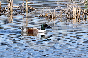 Mallard Duck,wildlife