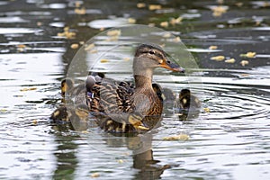 mallard duck with young chicks