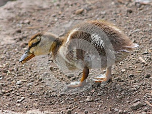 Mallard Duckling