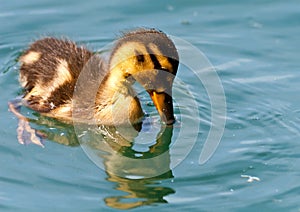 Mallard Duckling