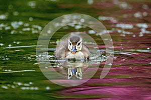 Mallard Duckling