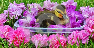 Mallard Duckling Bathing Beauty