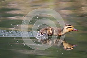 Mallard Duckling