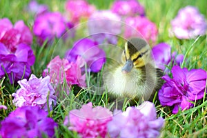 A Mallard Duckling among Flowers