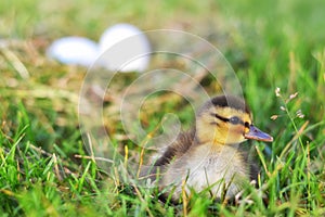 A Mallard Duckling by a Nest