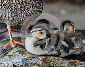 Mallard duckling in Spring in Muskoka