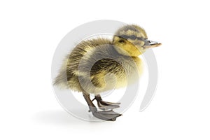 Mallard duckling standing isolated on white