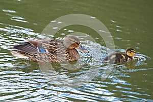 A mallard duckling swimming with adult parent duck