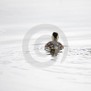 Mallard duckling swimming alone, North Yorkshire, United Kingdom