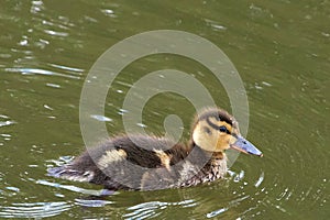 A mallard duckling swimming photo