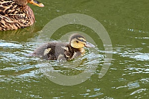 A mallard duckling swimming photo