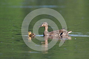 A Mallard Duckling Swimming with the Mother Duck
