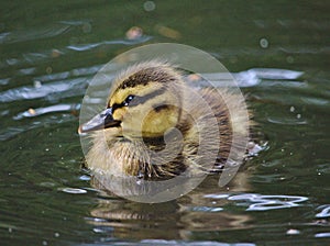 Mallard duckling