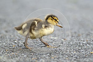 Mallard duckling walks across sidewalk.