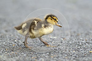 Mallard duckling walks across sidewalk. photo