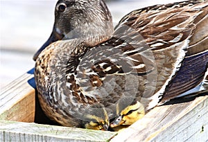 Mallard with Ducklings