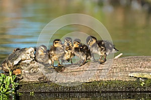 Mallard ducklings Anas platyrhynchos family huddle