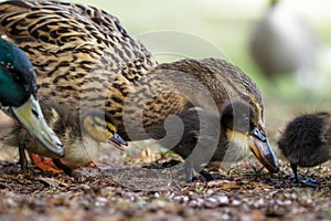 Mallard ducklings Anas platyrhynchos grazing feeding with adul