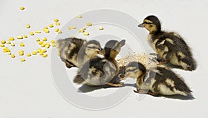 Mallard ducklings eating poultry food and corn with gray background