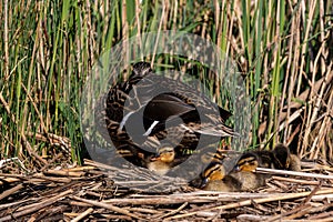 Mallard ducklings enjoying the warm spring sunshine with mother duck