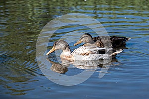 Mallard ducklings with female colournig and white feathers