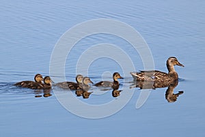 Mallard Ducklings Following their Mother Duck