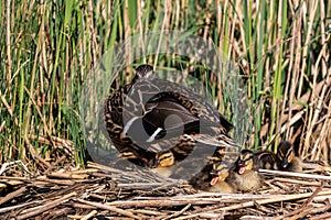 Mallard ducklings quacking and enjoying the warm spring sunshine with mother duck on a reed bed nest