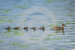 Mallard ducklings in a row following their mother