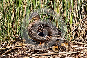 Mallard ducklings sleeping on a nest of reeds with mother duck keeping a watchful eye