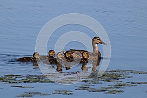 Mallard Ducklings Staying Close to Mother Duck
