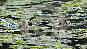 Mallard Ducklings swimming and feeding.