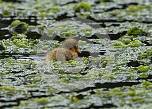 Mallard Ducklings swimming and feeding.