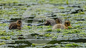 Mallard Ducklings swimming and feeding.