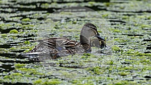 Mallard Ducklings swimming and feeding.