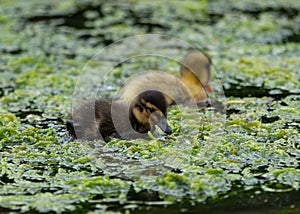 Mallard Ducklings swimming and feeding.
