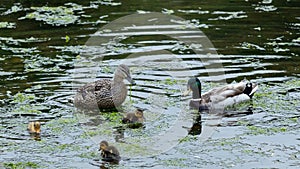 Mallard Ducklings swimming and feeding.