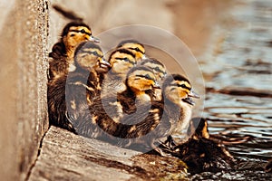 Mallard ducklings swimming with mother duck