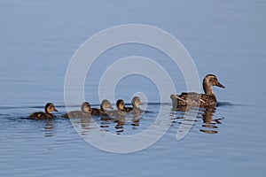Mallard Ducklings Swimming with their Mother Duck