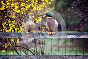 Mallard Ducks