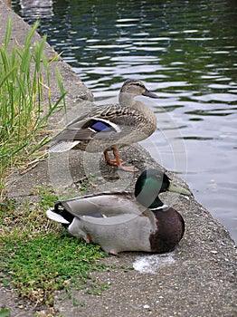 Mallard Ducks