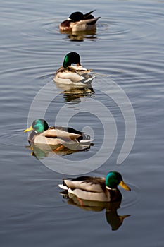 Mallard ducks