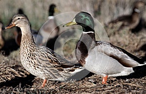 Mallard ducks