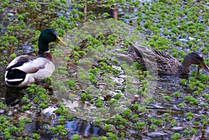 Mallard Ducks