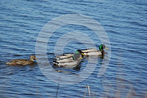 Mallard Ducks