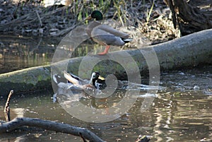 Mallard Ducks